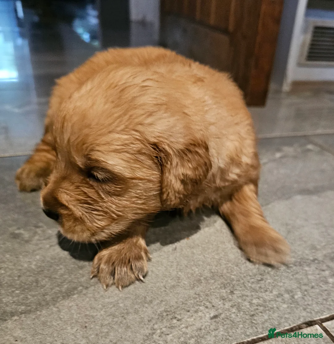 Golden Retriever dogs for stud: Gorgeous KC registered Golden Retriever stud dog  in Chesterfield - Advert 12