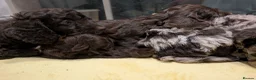 Cockapoo dogs for sale: 2 curly chocolate brown boys F1b cockapoos - Advert 8