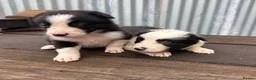 Border Collie dogs for sale: Stunning red / blue / black & white pups - Advert 23