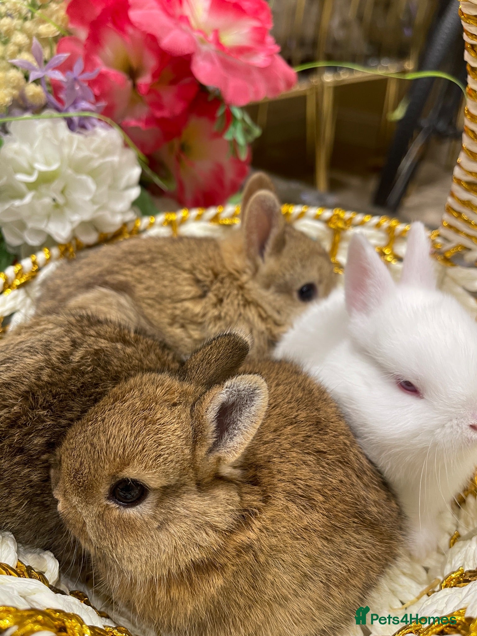 Netherland Dwarf rabbits Pure Netherland Dwarfs - Advert 2