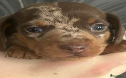 Miniature Dachshund dogs for sale: 3  kc registered miniature dachshund puppies  - Image 4