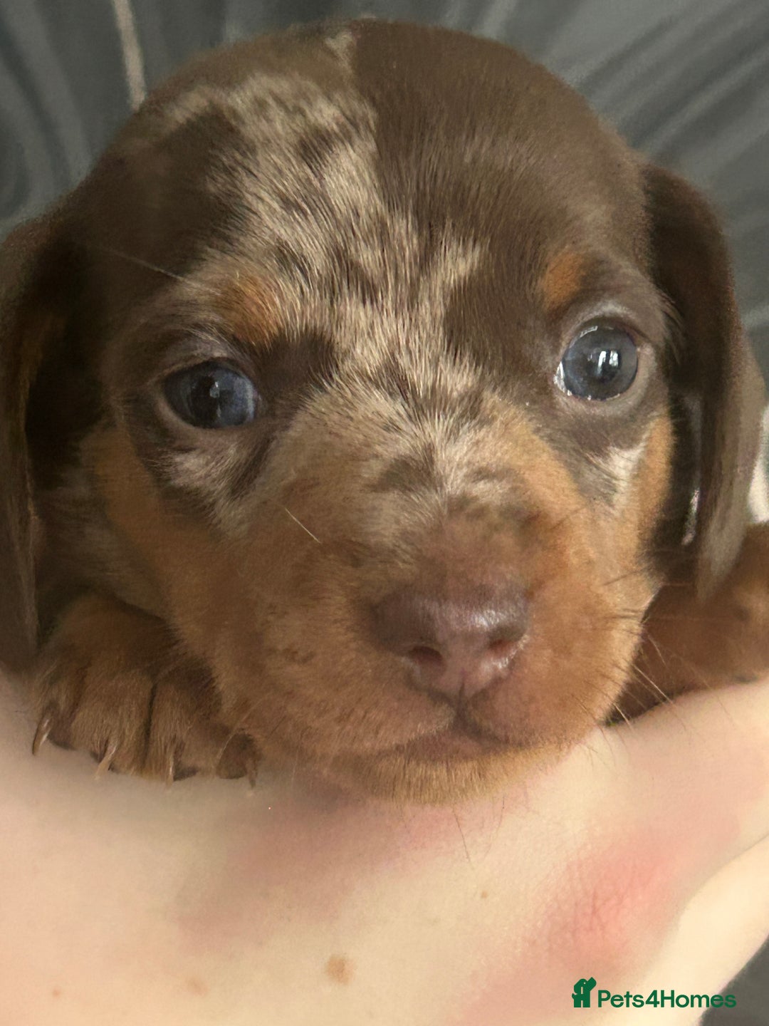 Miniature Dachshund dogs for sale: 3  kc registered miniature dachshund puppies  - Image 4