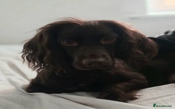 Cocker Spaniel dogs for sale: Chocolate working cocker spaniel puppies - Image 1