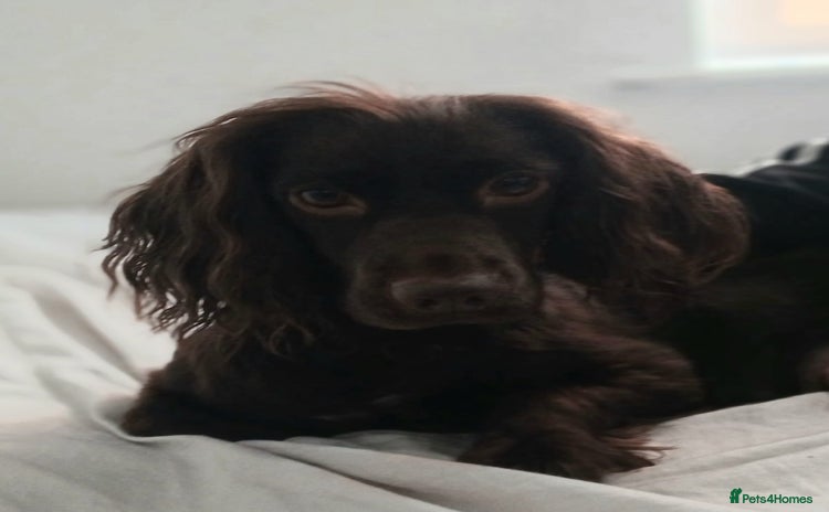 Cocker Spaniel dogs for sale - Advert 1