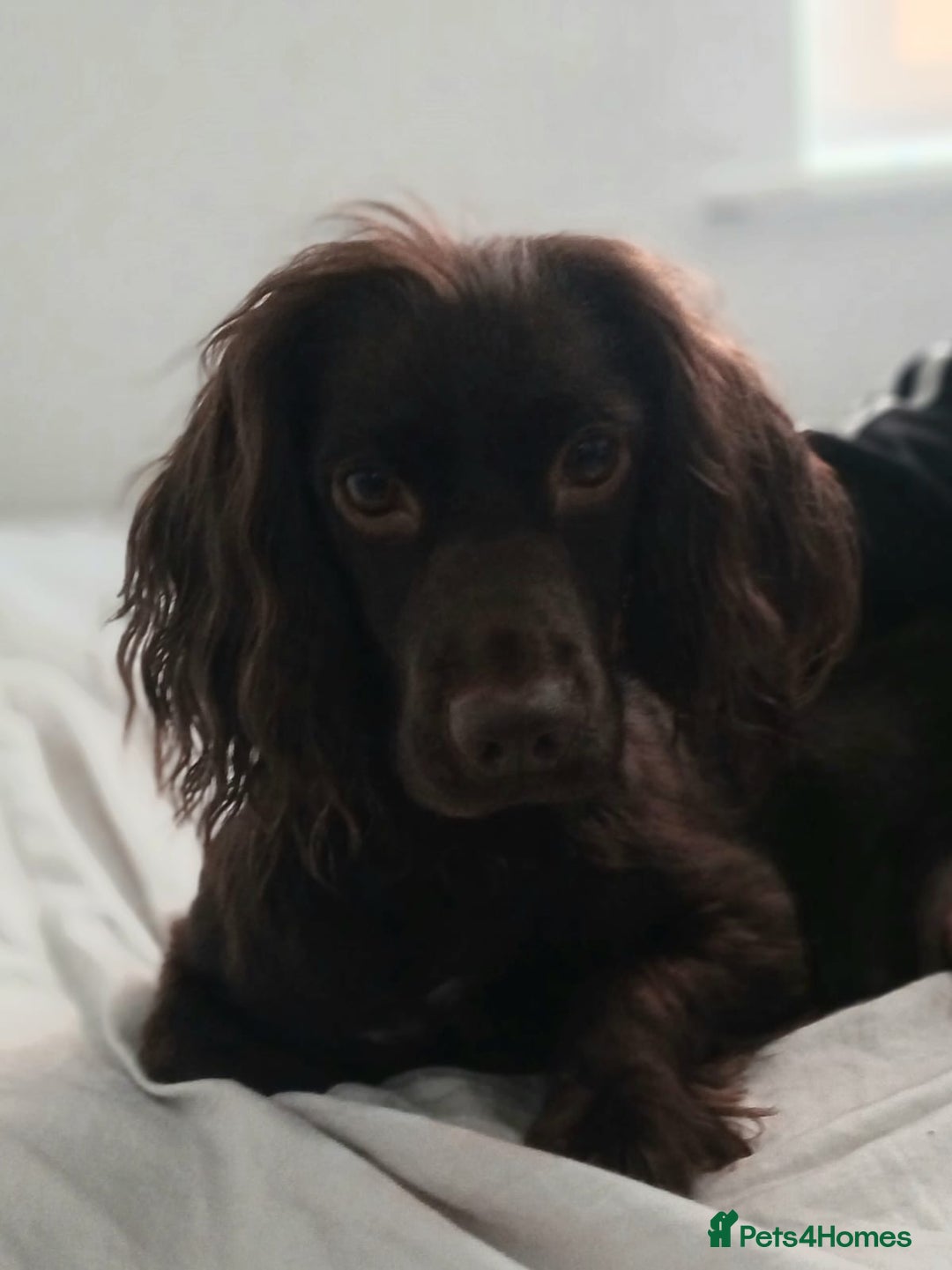 Cocker Spaniel dogs for sale: Chocolate working cocker spaniel puppies - Image 1