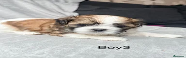 Shih Tzu 5