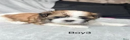 Shih Tzu dogs for sale: Beautiful Shih Tzu Puppies – Boys & Girls in Northampton - Advert 8