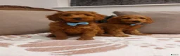 Cavapoo dogs for sale: Extensively Health Tested Fox Red Cavapoo puppies - Advert 1
