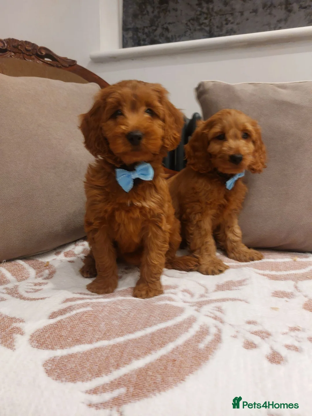 Cavapoo dogs for sale: Extensively Health Tested Fox Red Cavapoo puppies - Advert 1