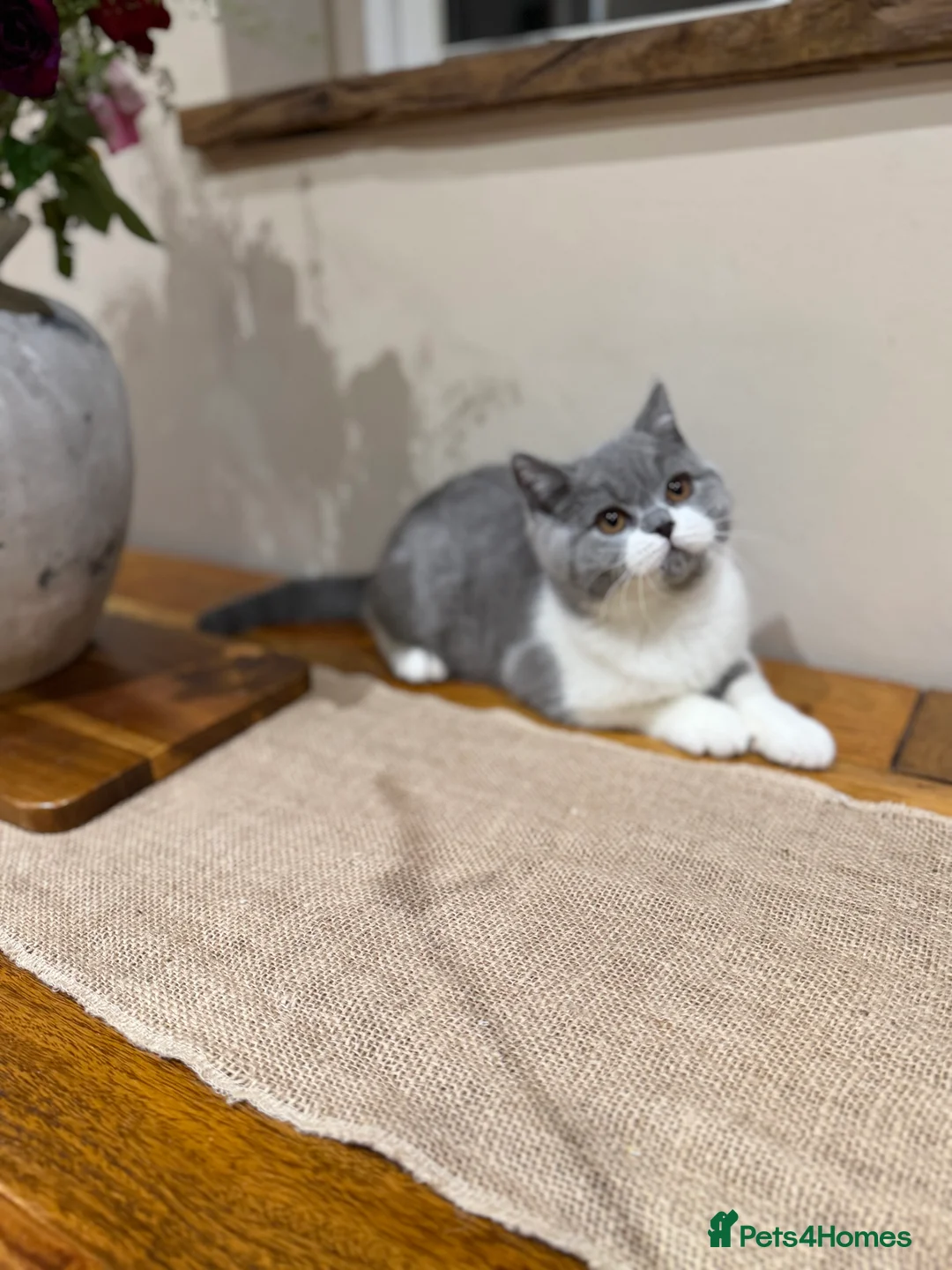 British Shorthair cats for sale: Full Pedigree Registered BSH  - Advert 33