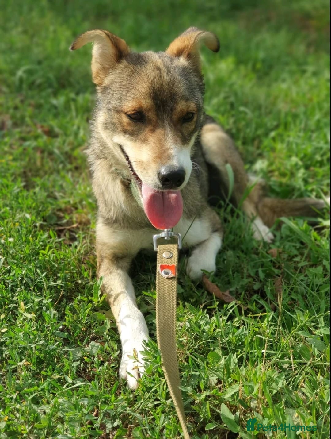 Mixed Breed dogs for adoption: 💖🐶 LASKA 🐶💖 - Image 4