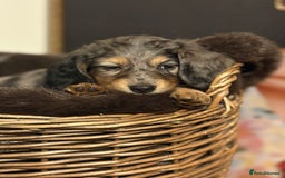 Miniature Dachshund dogs for sale: 🐶 Beautiful Longhaired miniature dachshund pups  - Image 14