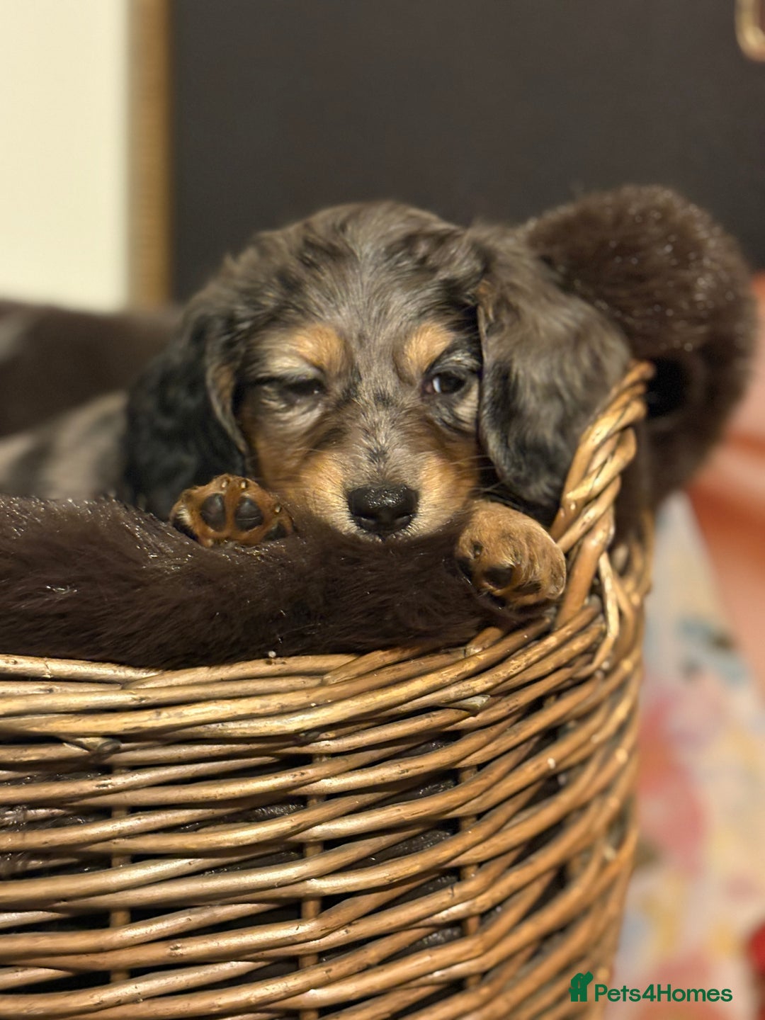 Miniature Dachshund dogs for sale: 🐶 Beautiful Longhaired miniature dachshund pups  - Image 14