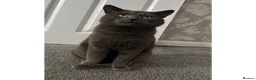 Mixed Breed cats for sale: Half Russian blue kittens  - Advert 9