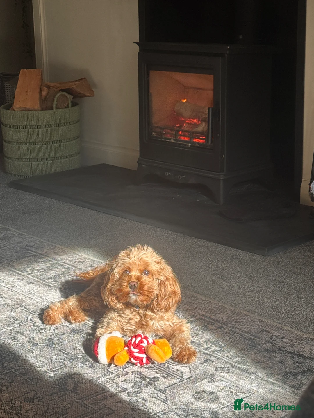 Cavapoo dogs for sale: Adorable Cavapoo F1b puppies for sale  in Forres - Advert 16