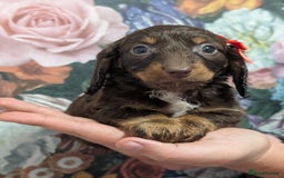 Dachshund dogs for sale: Miniature dachshund  - Image 8