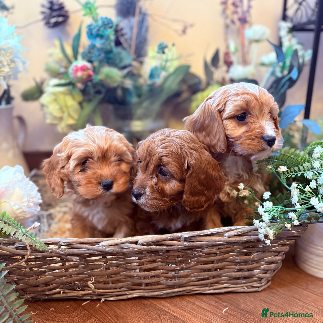 Cavapoo dogs for sale: Health tested toy cavapoo boys - Advert 7