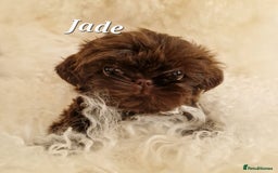 Shih Tzu dogs for sale: 4 Adorable Shih Tzu pups  - Image 6