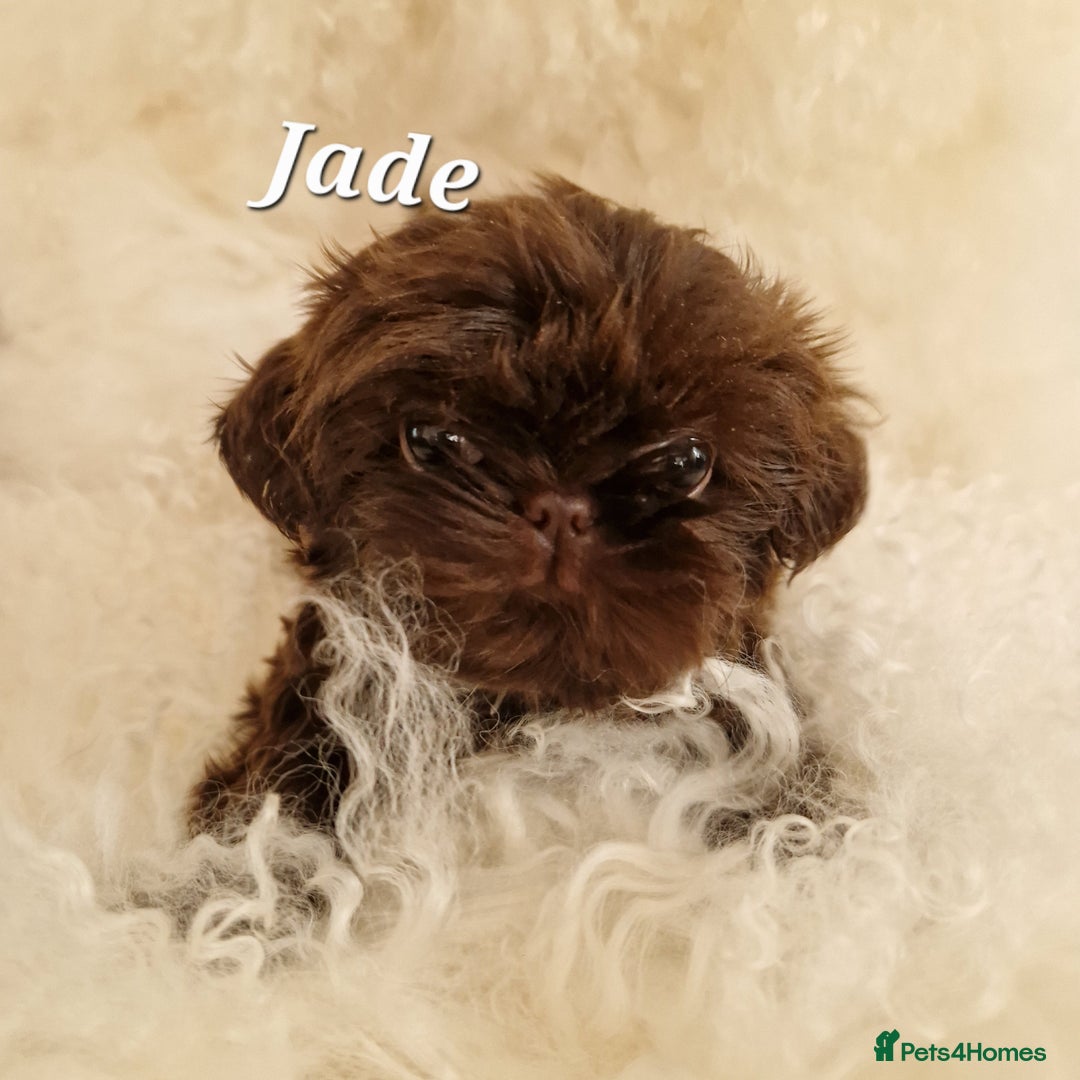 Shih Tzu dogs for sale: 4 Adorable Shih Tzu pups  - Image 6