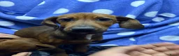 Jackshund dogs for sale: Pups for sale  in Wokingham - Advert 5