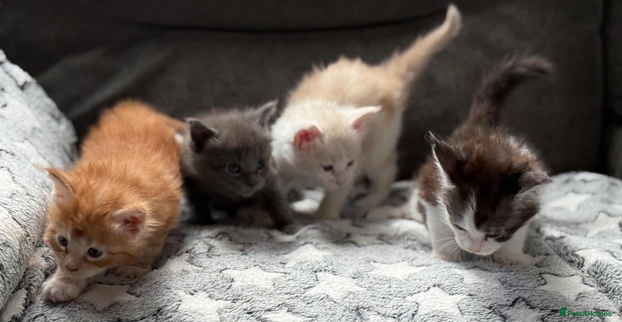 Maine Coon cats Maine coon kittens Tica registered parents  - Advert 18