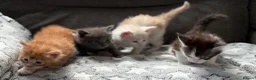 Maine Coon cats for sale: XL Maine coon kitten Tica registered parents  - Advert 3