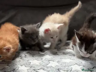 Maine Coon cats Maine coon kittens Tica registered parents - Advert 18
