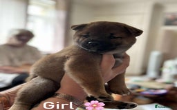 Japanese Shiba Inu dogs for sale: Beautiful Japanese shiba inu puppies 🐶  - Image 2