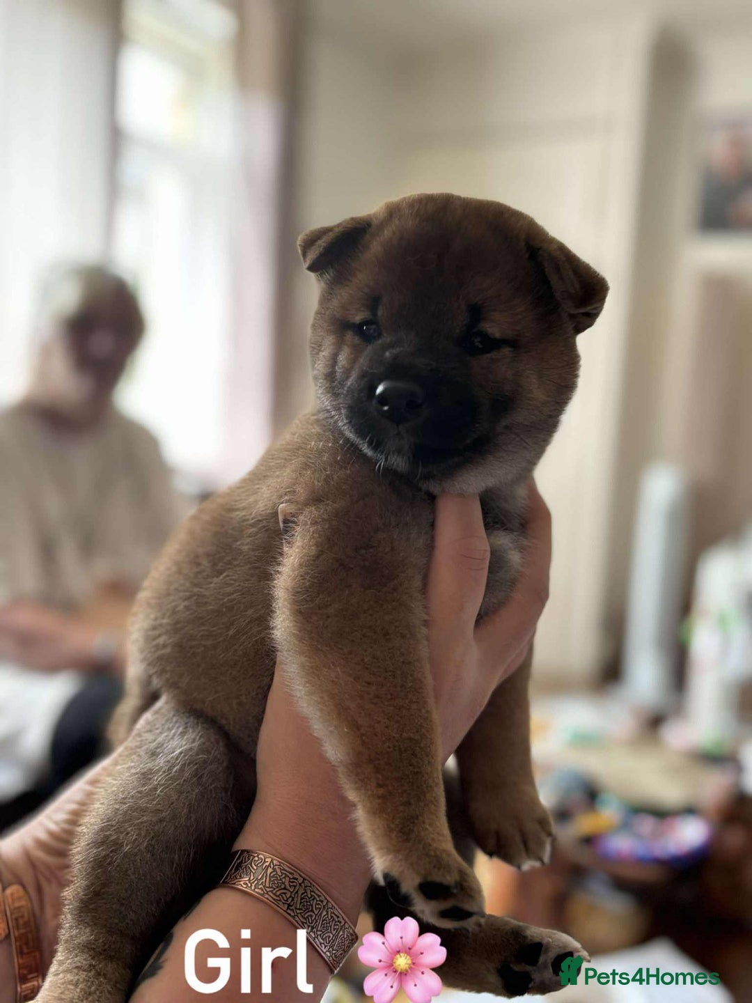 Japanese Shiba Inu dogs for sale: Beautiful Japanese shiba inu puppies 🐶  - Image 2
