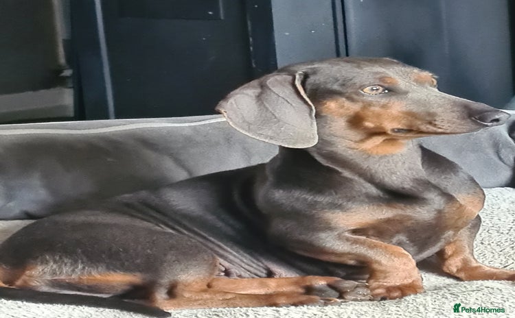 Dachshund dogs - Advert 1