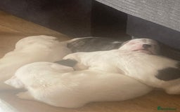 American Bulldog dogs for sale: american bulldog puppy - Image 2