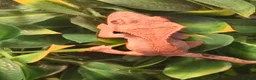 Gecko reptiles for sale: Baby Harley Quinn Crested Gecko  in South Shields - Advert 3