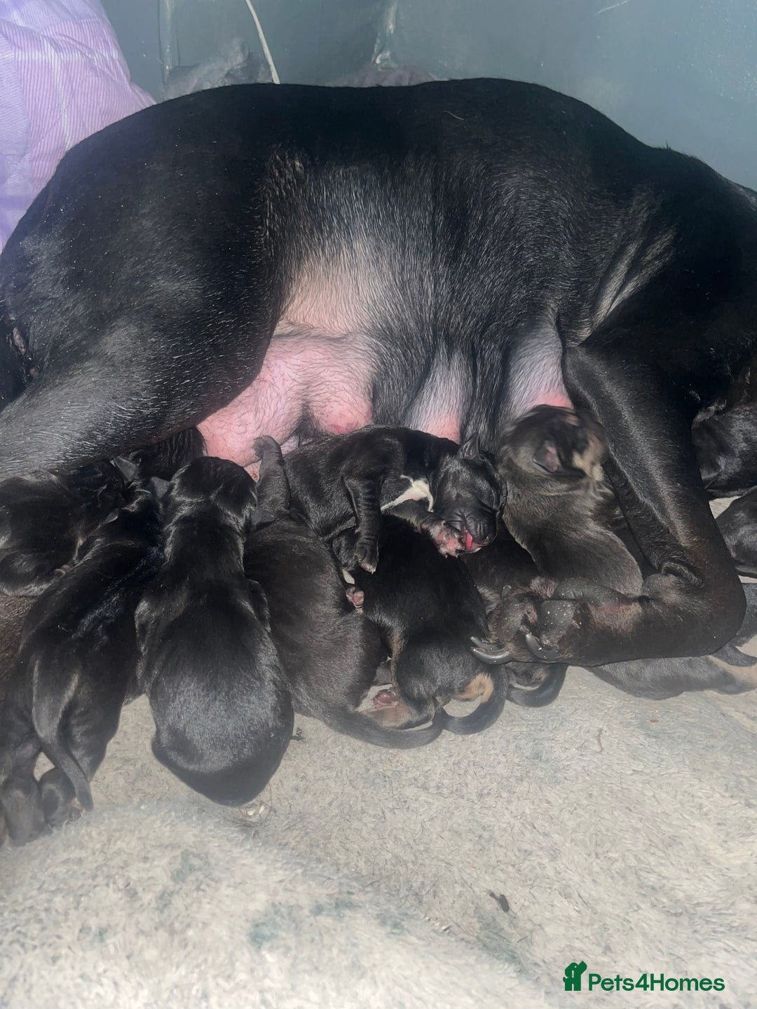 Mixed Breed dogs for sale: Cane corso X Staffordshire terrier puppies 🔥🩸 - Advert 1