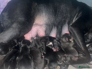 Mixed Breed dogs Cane corso X Staffordshire terrier puppies 🔥🩸 - Advert 18