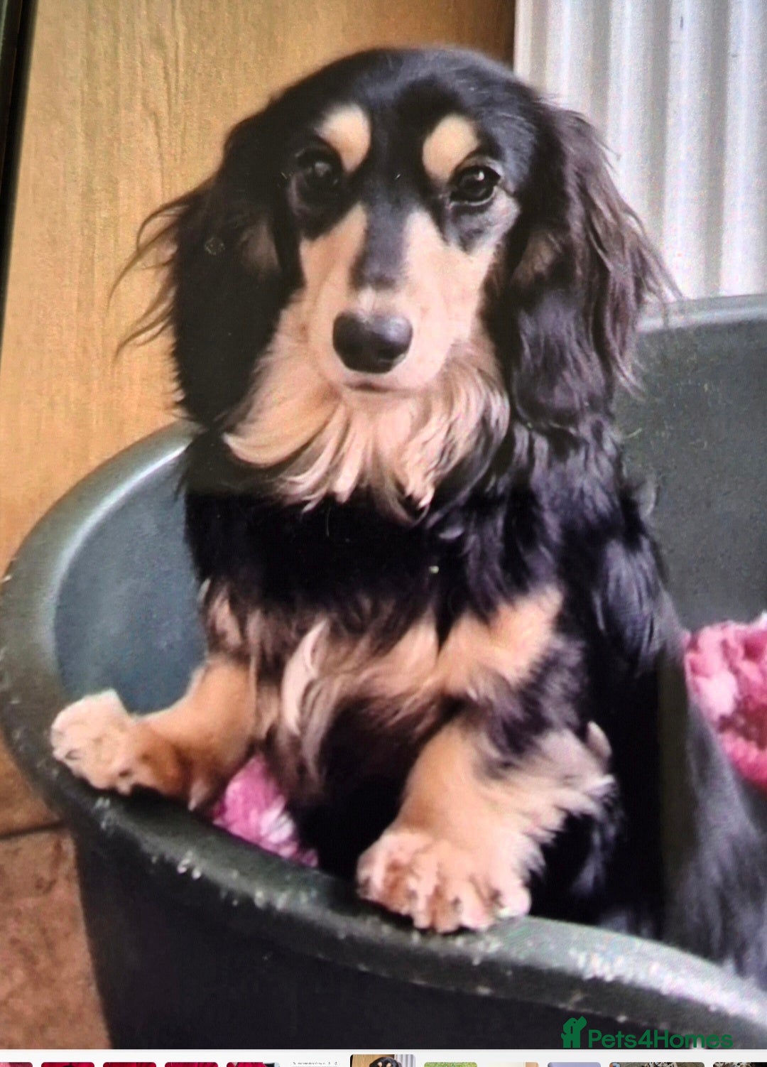 Miniature Dachshund dogs for sale: Long Hair Miniature Dachshund Puppy - Advert 5