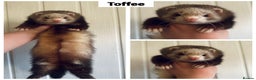 Ferret rodents for sale: Semi & Full Angora Ferrets - Individually priced - Advert 3