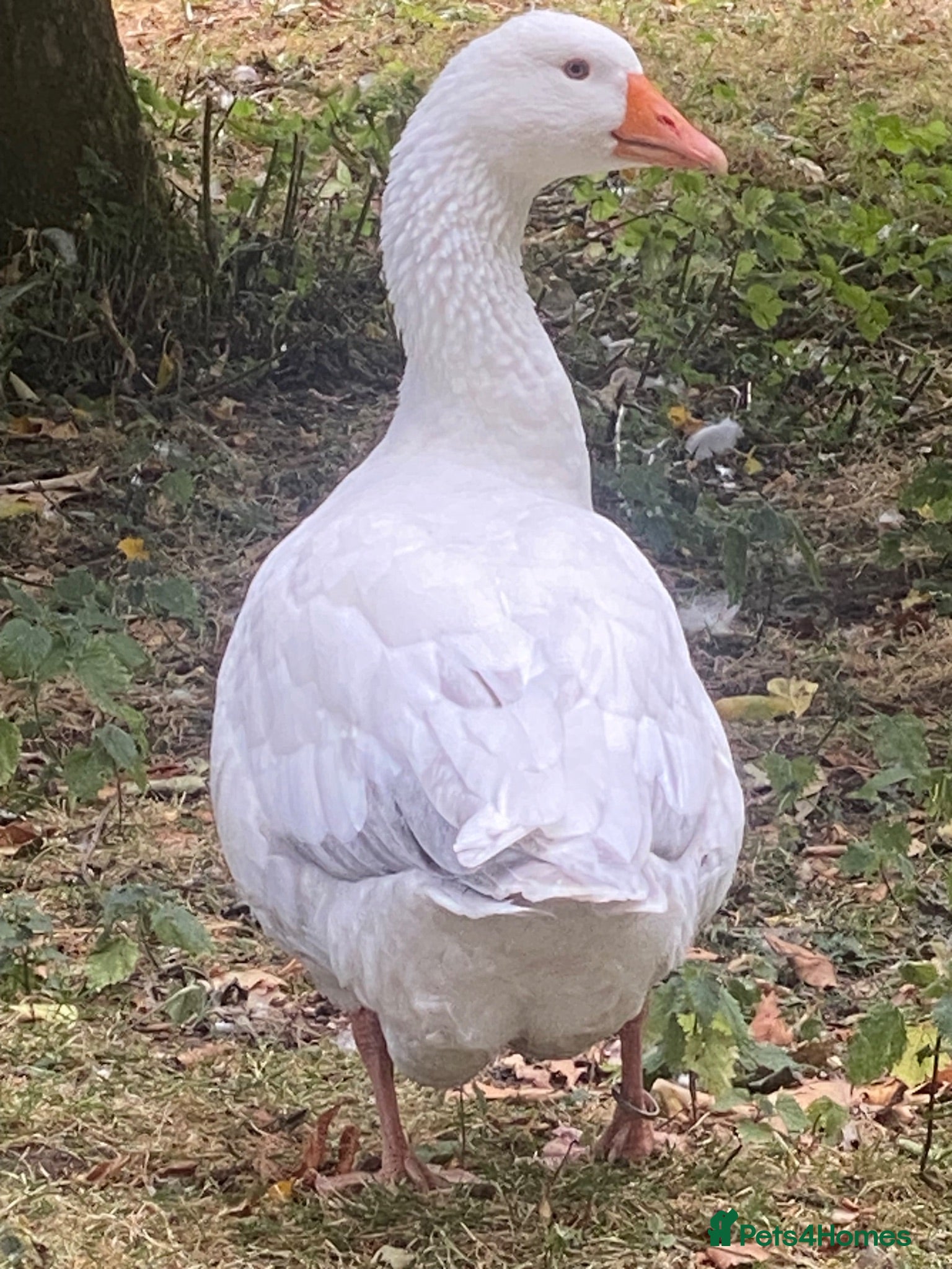 Geese poultry Gander needs a mate! - Advert 2