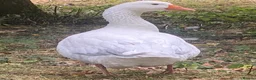 Geese poultry for sale: Gander needs a mate! - Advert 1