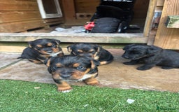 Patterdale Terrier dogs for sale: ❤️❤️Rosie & bobs litter ❤️❤️ - Image 8
