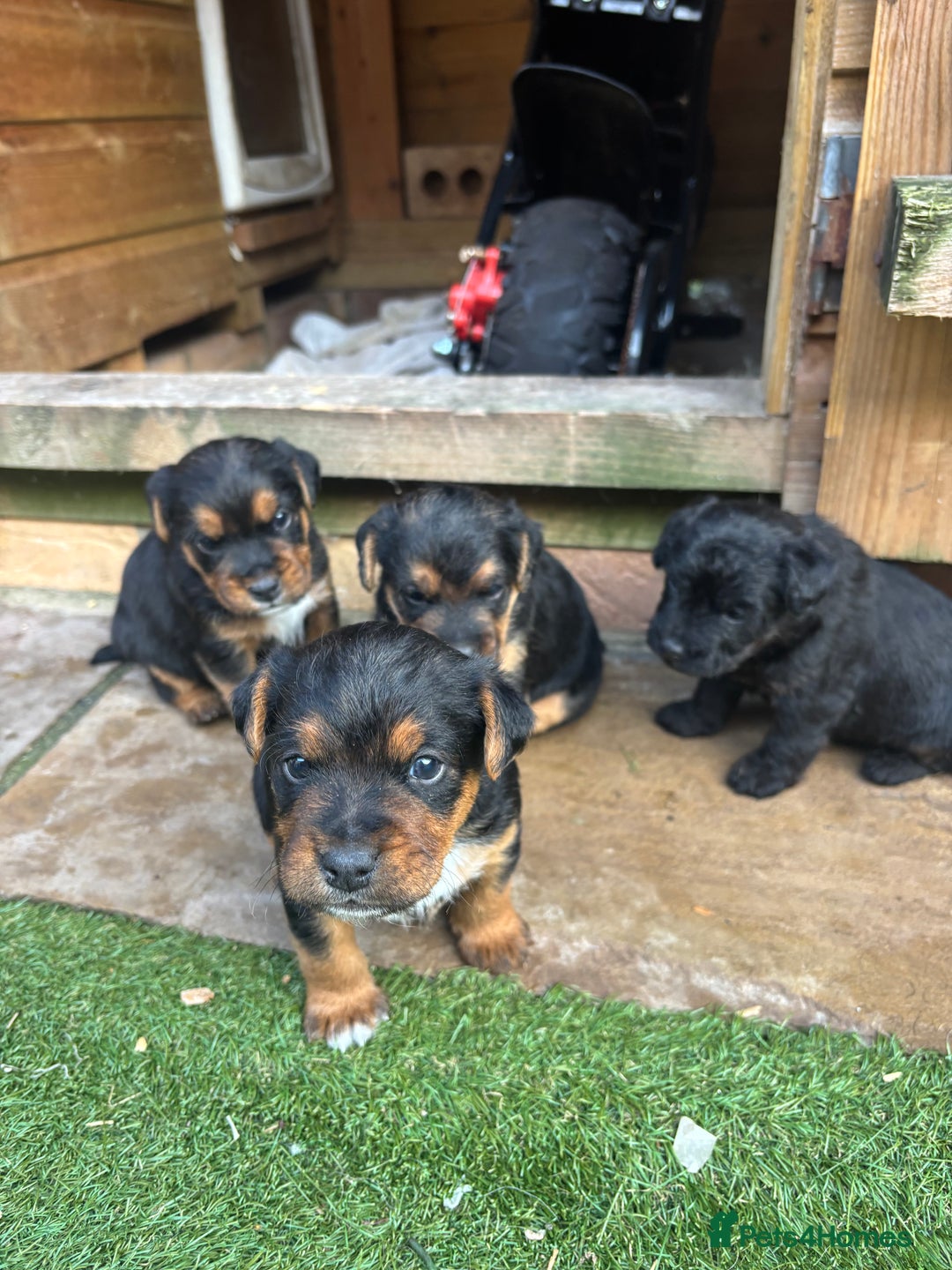 Patterdale Terrier dogs for sale: ❤️❤️Rosie & bobs litter ❤️❤️ - Image 8
