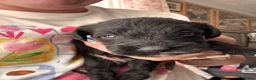 Schnoodle dogs for sale: 🐾 Adorable Schnoodle Puppies 🐾 - Advert 12