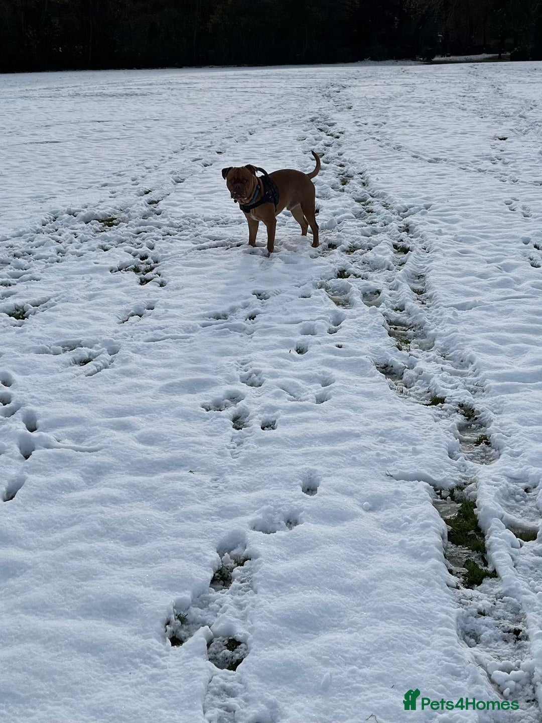 Dogue De Bordeaux dogs for stud: Dogue de Bordeaux for stud - Image 4
