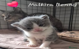 British Shorthair cats for sale: Stunning Champion Bloodline TICA reg kittens - Image 6