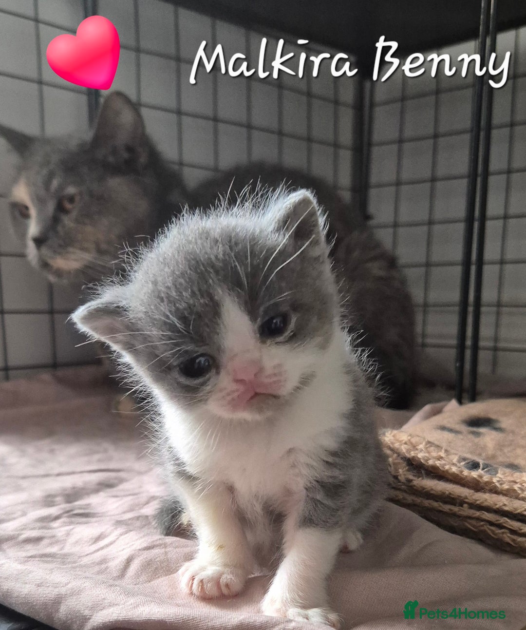 British Shorthair cats for sale: Stunning Champion Bloodline TICA reg kittens - Image 6