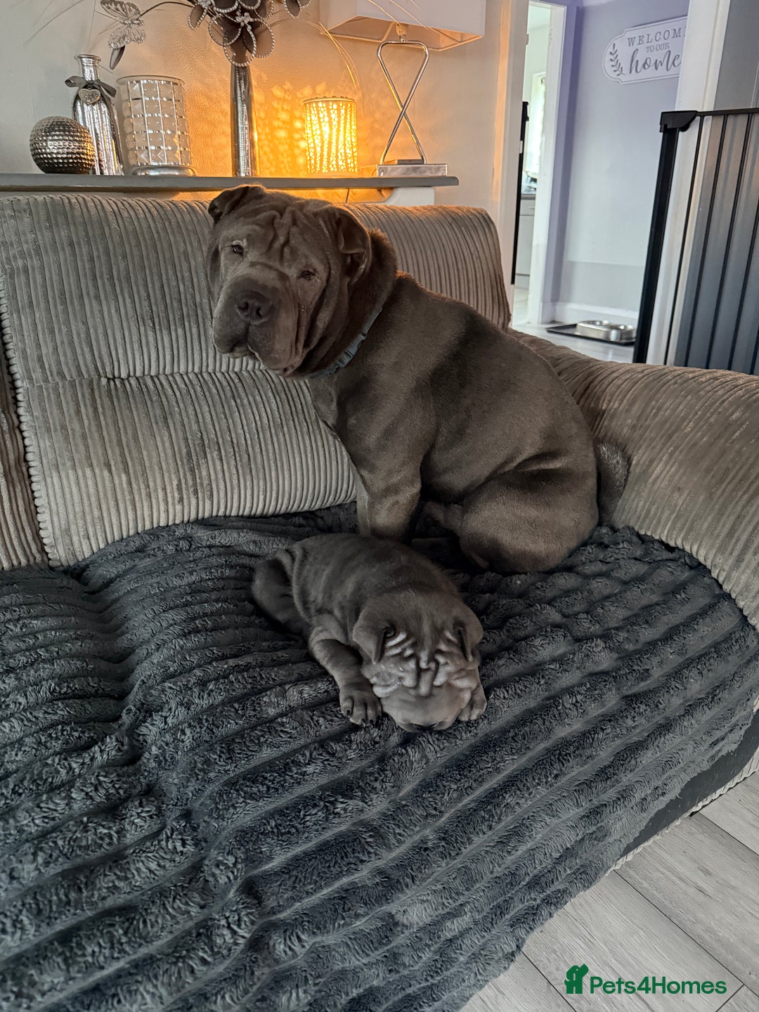 Mixed Breed dogs for sale: 2 female Shar Pei cross spaniel pups  - Advert 3