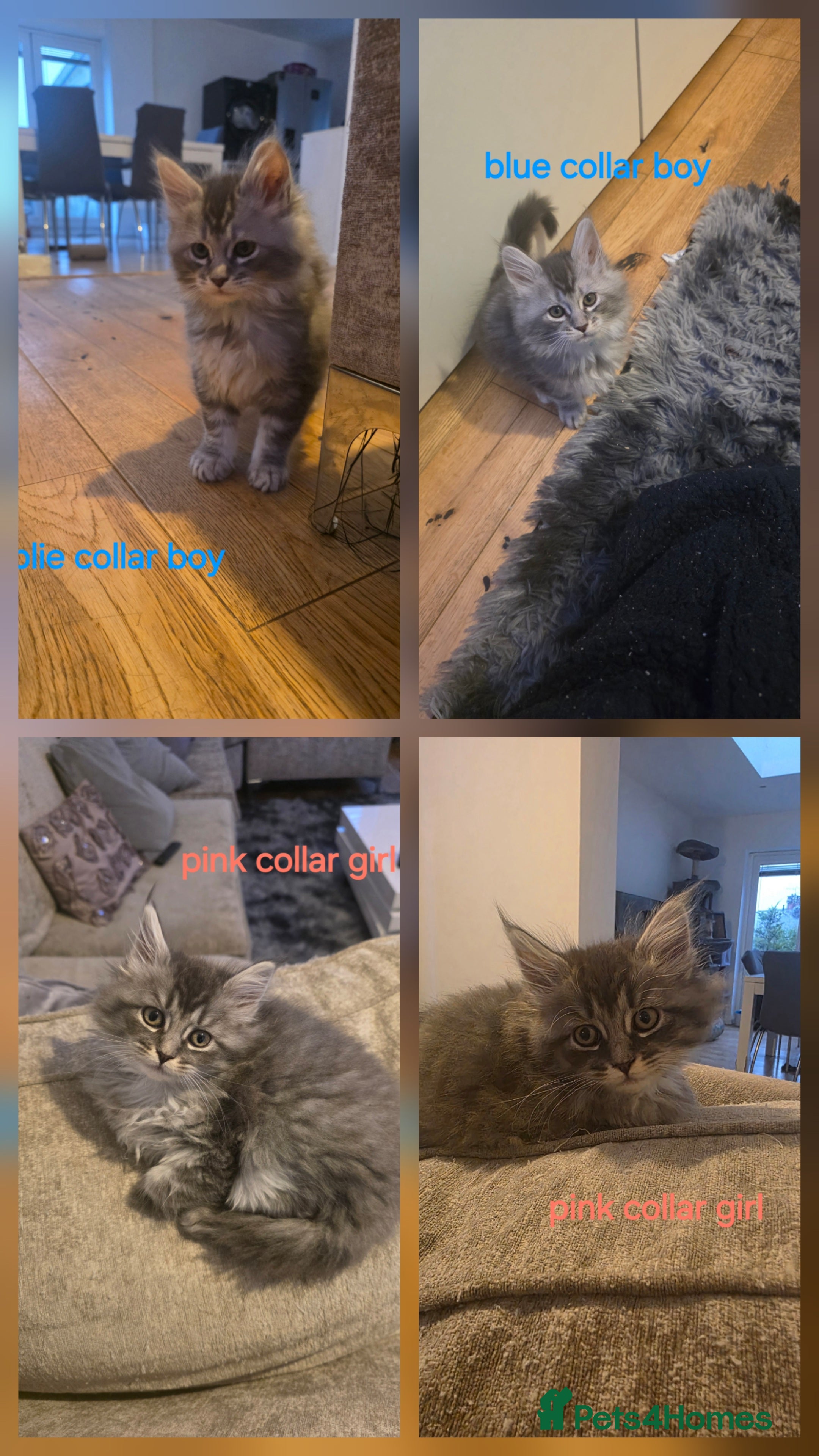 Maine Coon cats Pure maine coons kittens ready now 1boy 1 girls - Advert 16