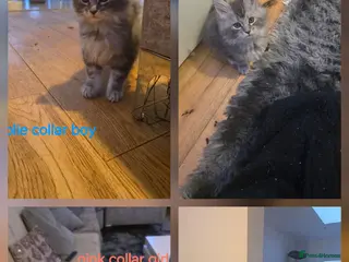 Maine Coon cats Pure maine coons kittens ready now 1boy 1 girls - Advert 16