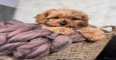 Cavapoo dogs - Advert 3