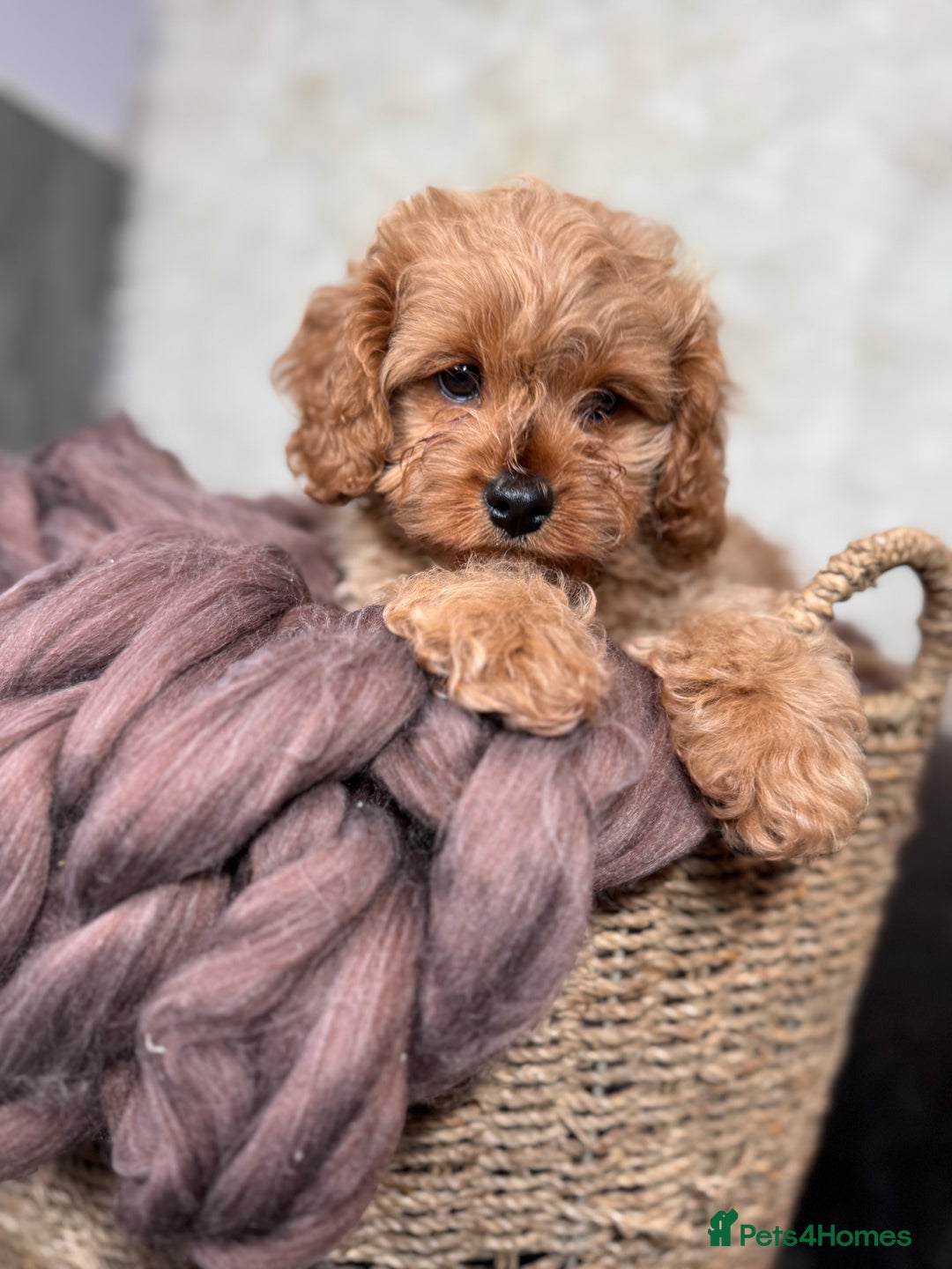 Cavapoo dogs for sale: F1 health tested Cavapoo puppy - Image 3