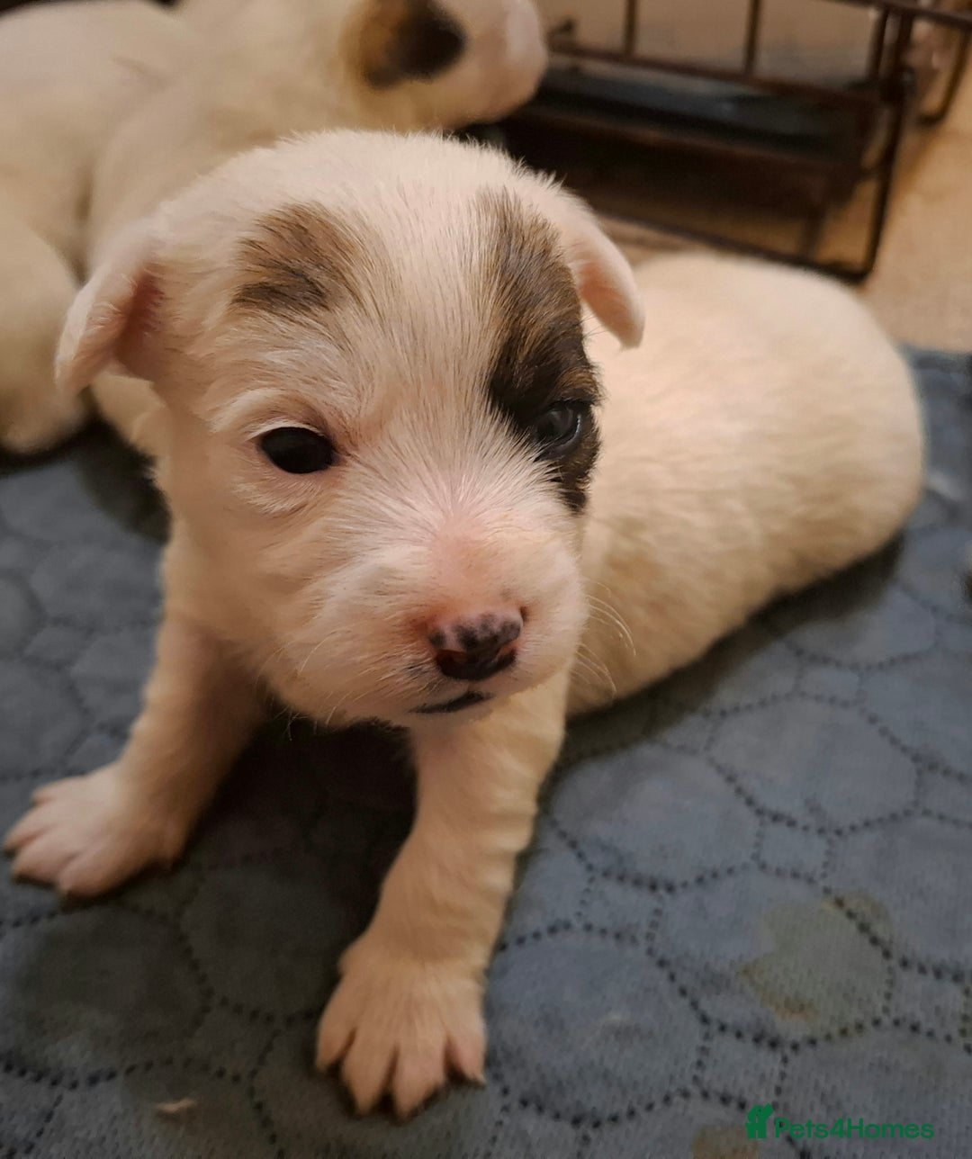 Mixed Breed dogs for sale: Jackie-bichion - Advert 3